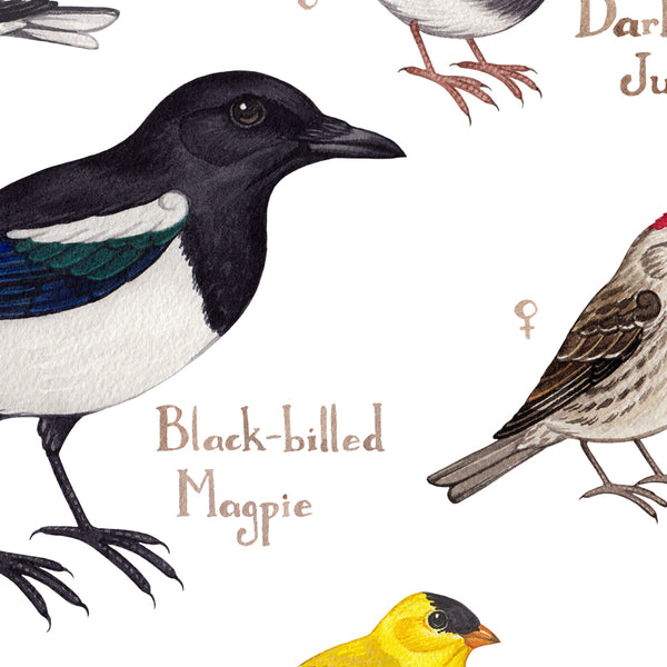 Manitoba Backyard Birds Field Guide Art Print