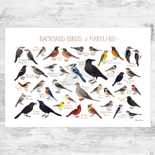 Maryland Backyard Birds Field Guide Art Print