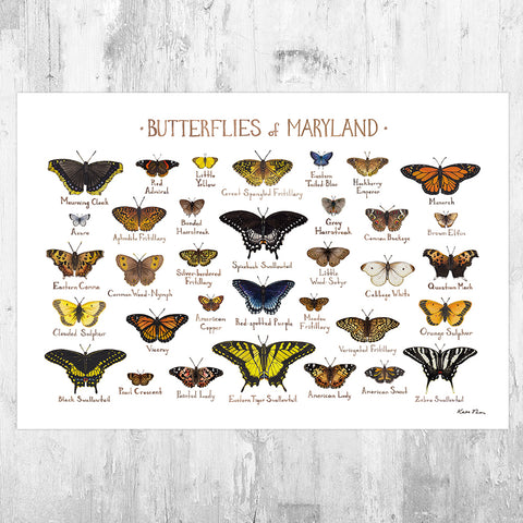 Maryland Butterflies Field Guide Art Print