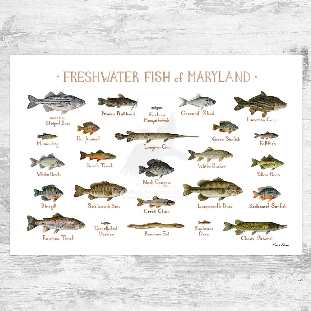 Maryland Freshwater Fish Field Guide Art Print – Kate Dolamore Art