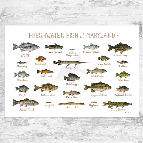Maryland Freshwater Fish Field Guide Art Print