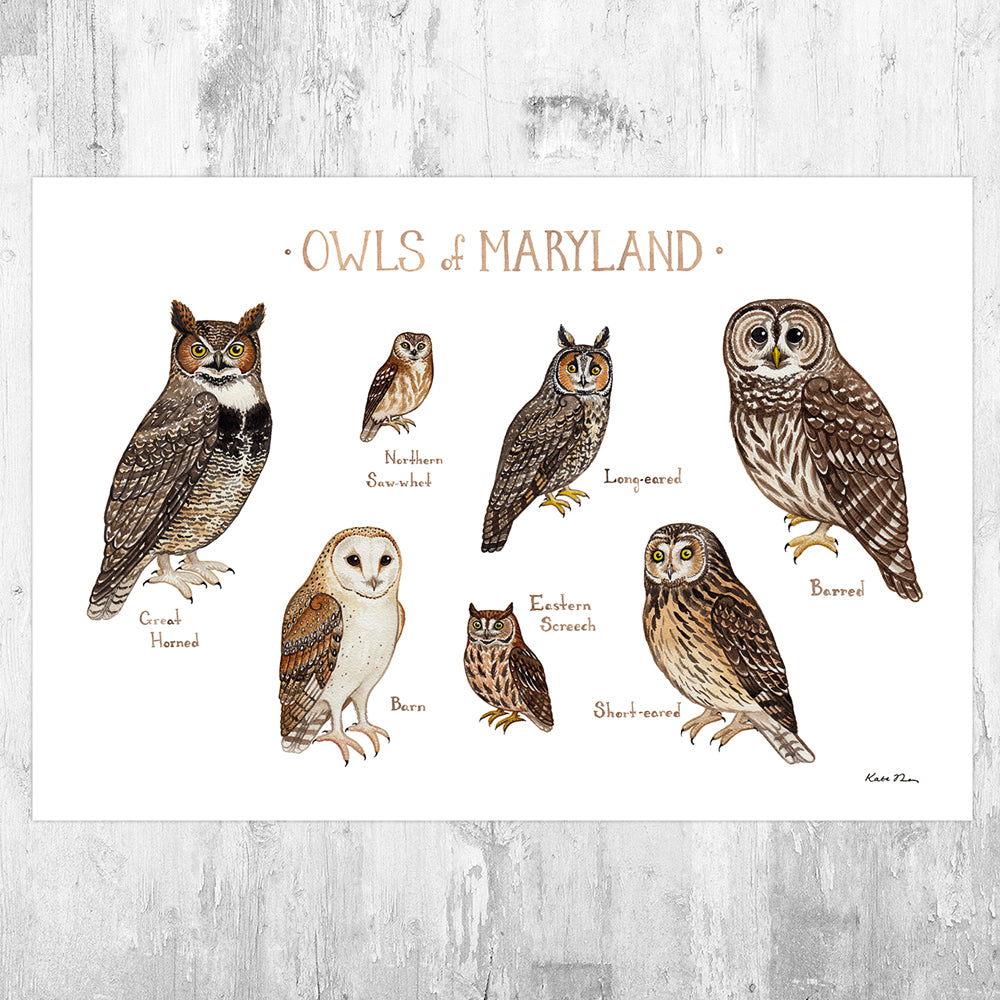 Maryland Owls Field Guide Art Print