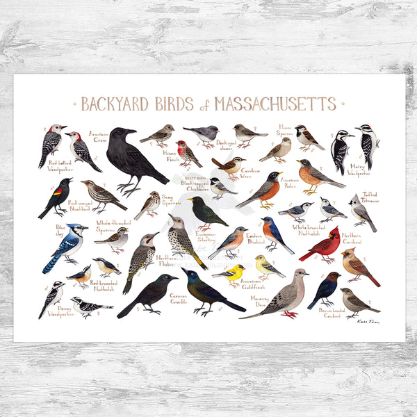 Massachusetts Backyard Birds Field Guide Art Print