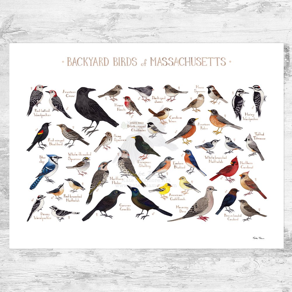 Massachusetts Backyard Birds Field Guide Art Print – Kate Dolamore Art