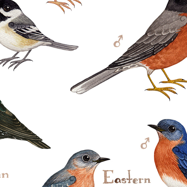 Massachusetts Backyard Birds Field Guide Art Print