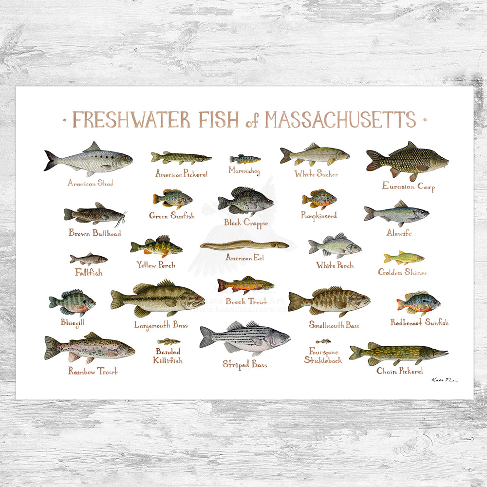 Massachusetts Freshwater Fish Field Guide Art Print