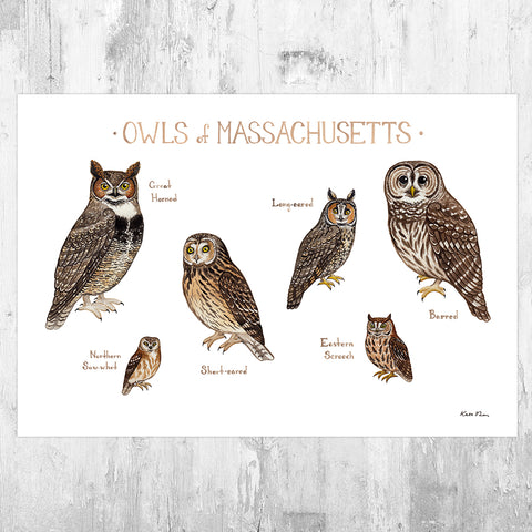 Massachusetts Owls Field Guide Art Print