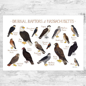 Massachusetts Diurnal Raptors Field Guide Art Print