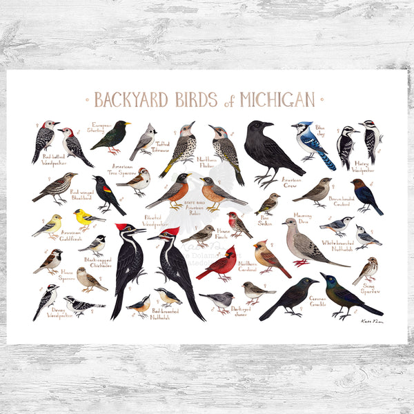 Michigan Backyard Birds Field Guide Art Print