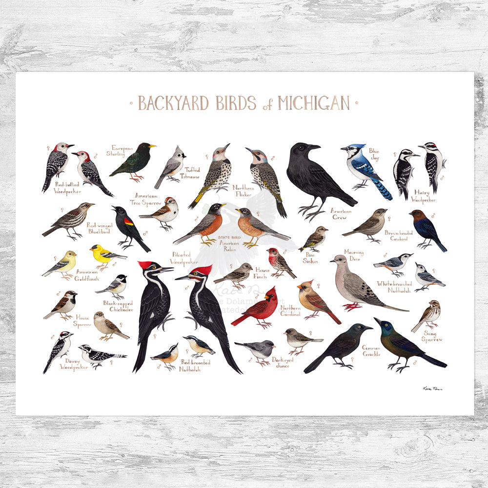 Michigan Backyard Birds Field Guide Art Print – Kate Dolamore Art