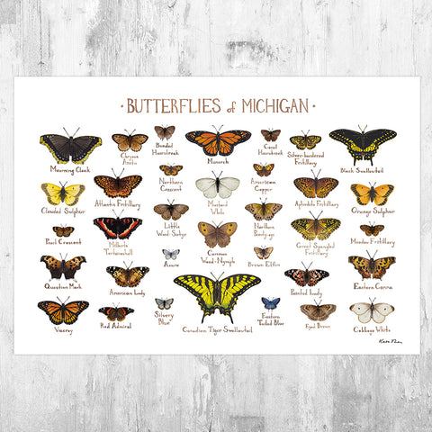 Michigan Butterflies Field Guide Art Print