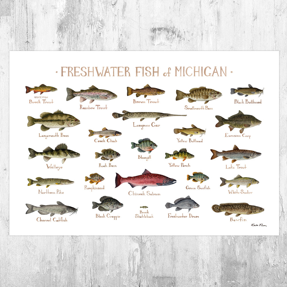 Michigan Freshwater Fish Field Guide Art Print