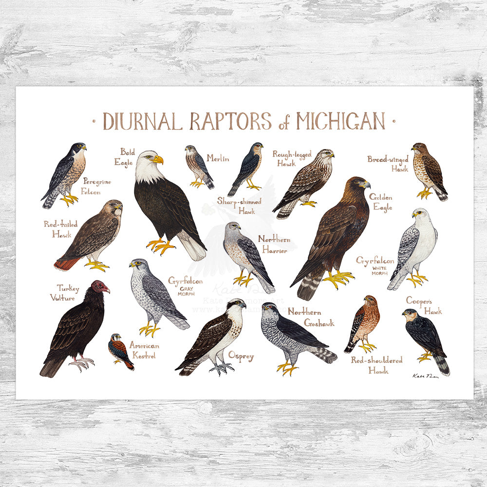Michigan Diurnal Raptors Field Guide Art Print