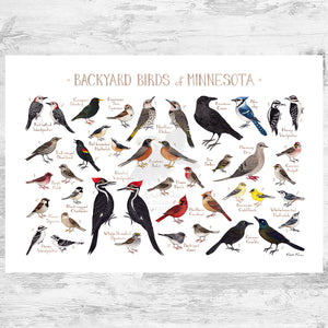 Minnesota Backyard Birds Field Guide Art Print