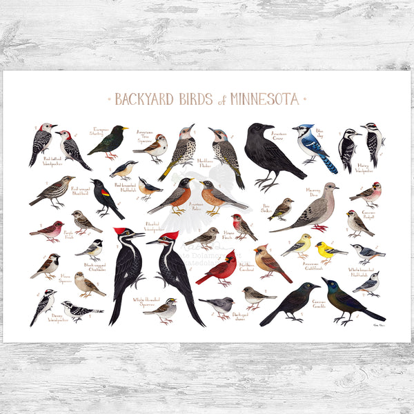 Minnesota Backyard Birds Field Guide Art Print