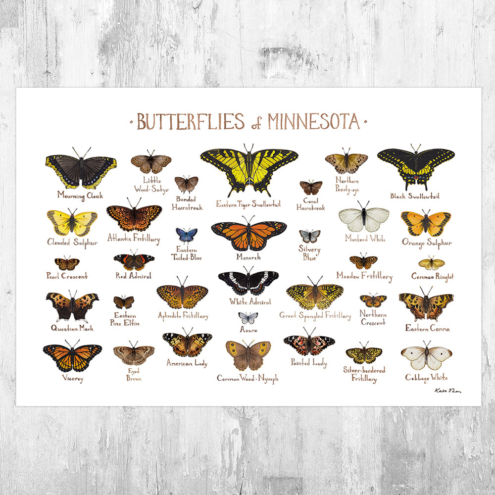 Minnesota Butterflies Field Guide Art Print