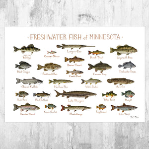 Minnesota Freshwater Fish Field Guide Art Print