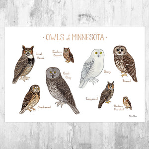 Minnesota Owls Field Guide Art Print
