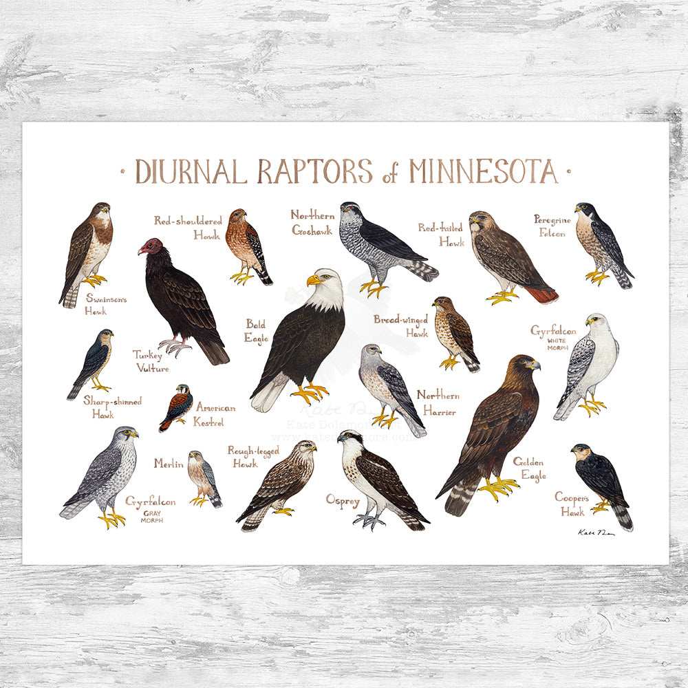 Minnesota Diurnal Raptors Field Guide Art Print