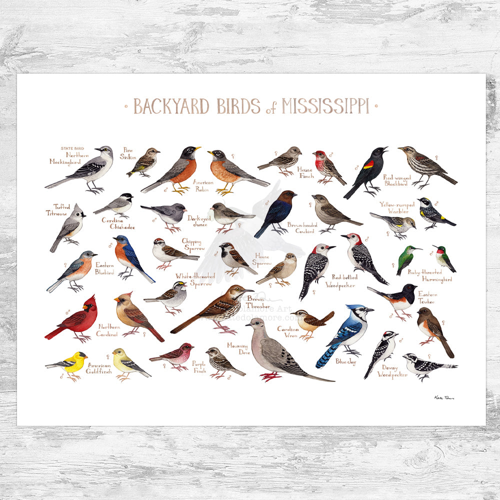  Birds　Dyynia Mississippi Backyard Birds Field Guide Art Print – Kate Dolamore Art