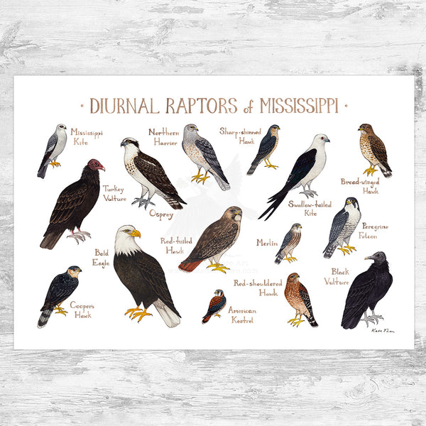 Mississippi Diurnal Raptors Field Guide Art Print – Kate Dolamore Art