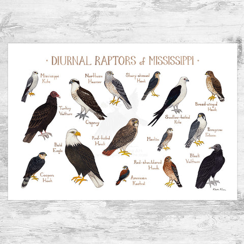 Mississippi Diurnal Raptors Field Guide Art Print