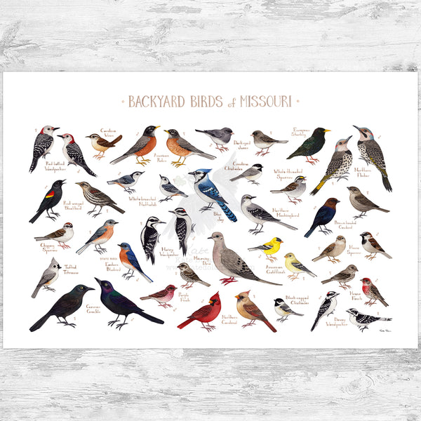 Missouri Backyard Birds Field Guide Art Print