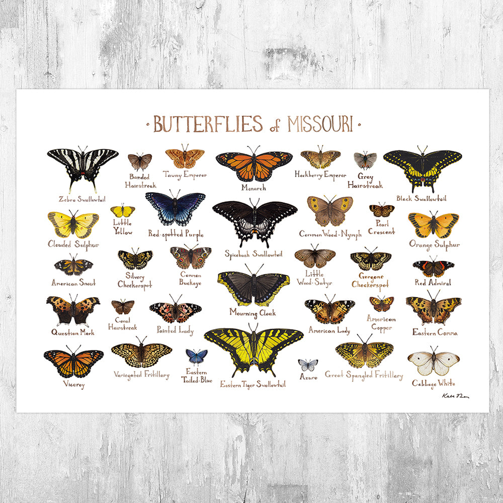 Missouri Butterflies Field Guide Art Print