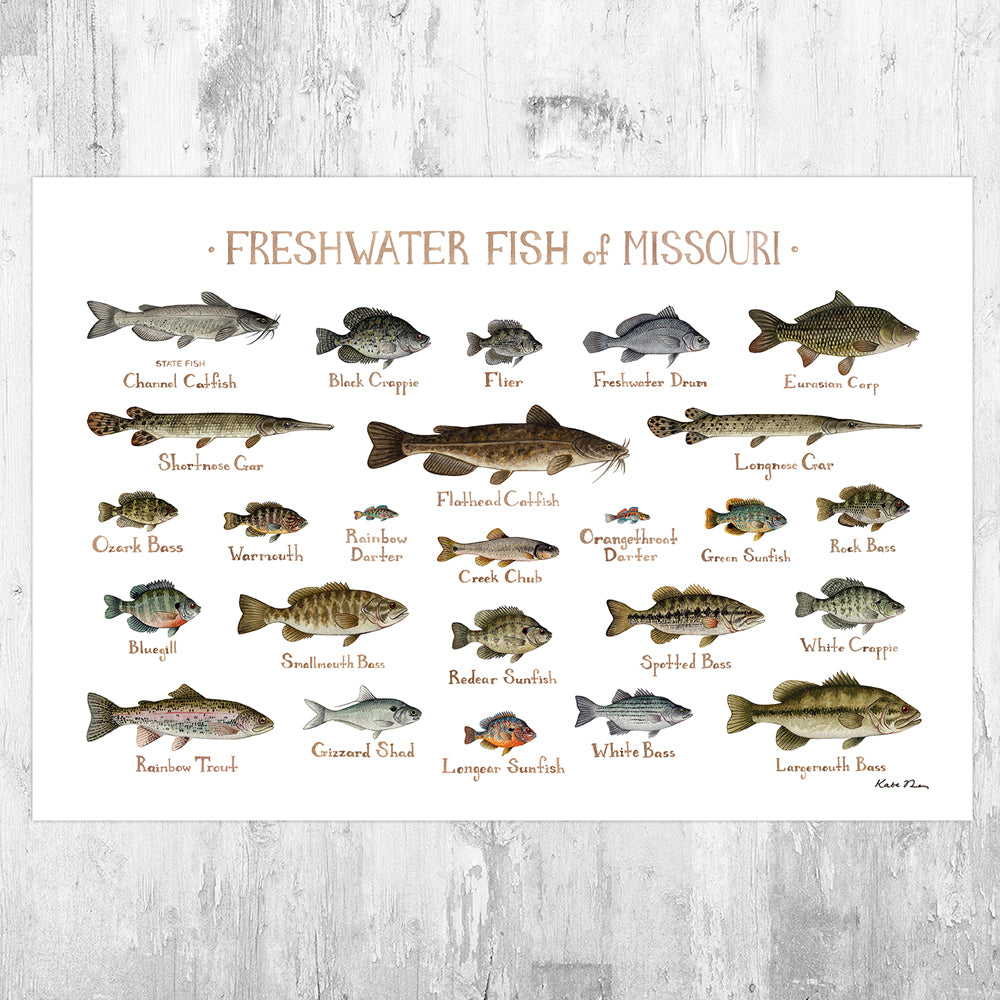 Missouri Freshwater Fish Field Guide Art Print