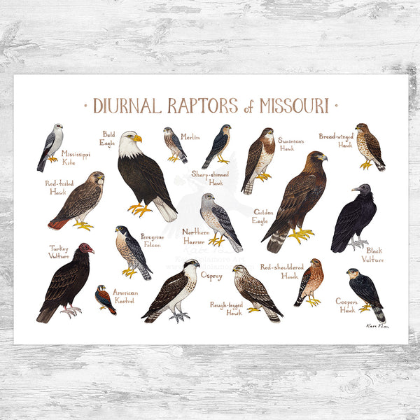 Missouri Diurnal Raptors Field Guide Art Print – Kate Dolamore Art