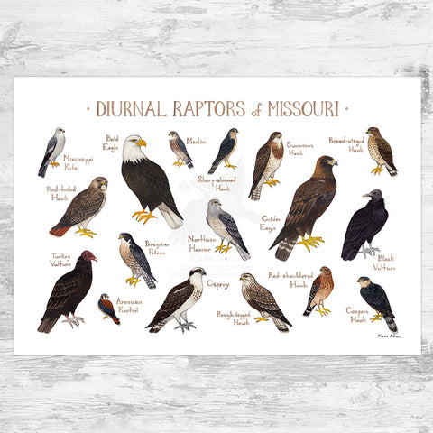 Missouri Diurnal Raptors Field Guide Art Print