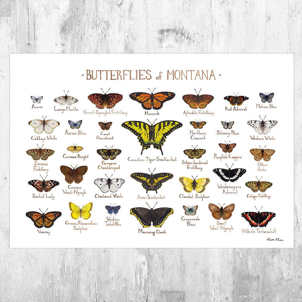 Montana Butterflies Field Guide Art Print