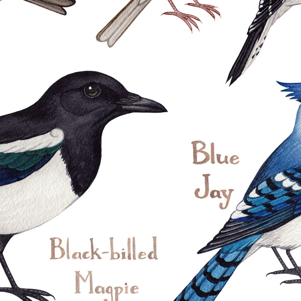 Montana Backyard Birds Field Guide Art Print