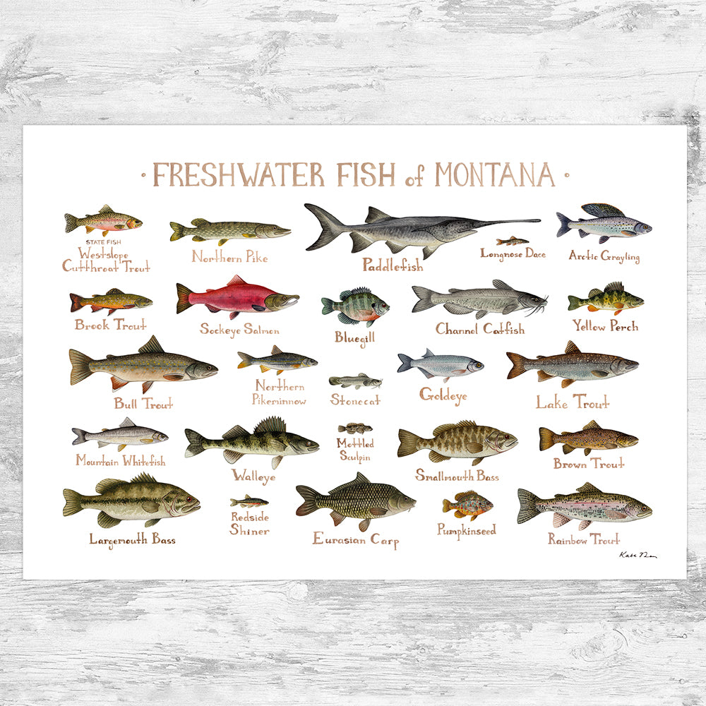 Montana Freshwater Fish Field Guide Art Print – Kate Dolamore Art