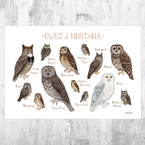 Montana Owls Field Guide Art Print