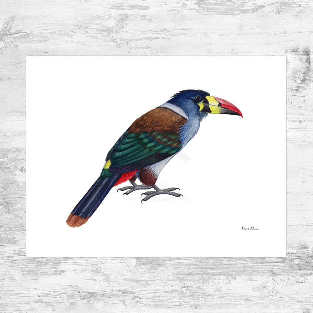 Gray-breasted Mountain Toucan Art Print