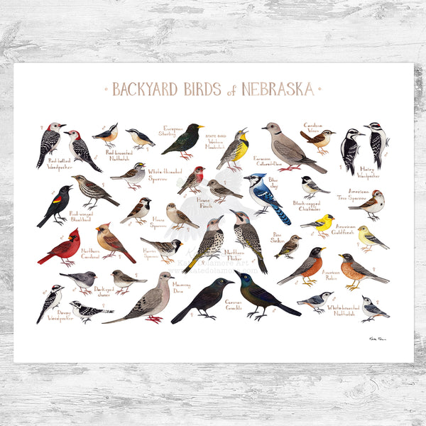 Nebraska Backyard Birds Field Guide Art Print