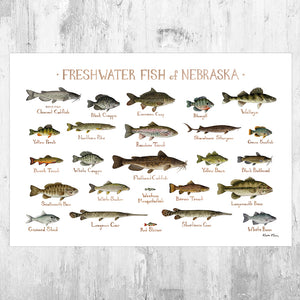 Nebraska Freshwater Fish Field Guide Art Print