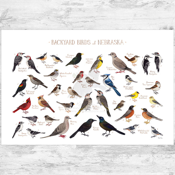Nebraska Backyard Birds Field Guide Art Print