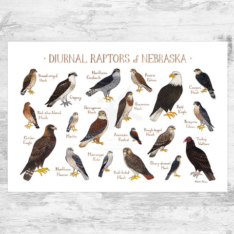 Nebraska Diurnal Raptors Field Guide Art Print
