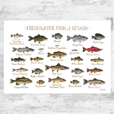 Nevada Freshwater Fish Field Guide Art Print