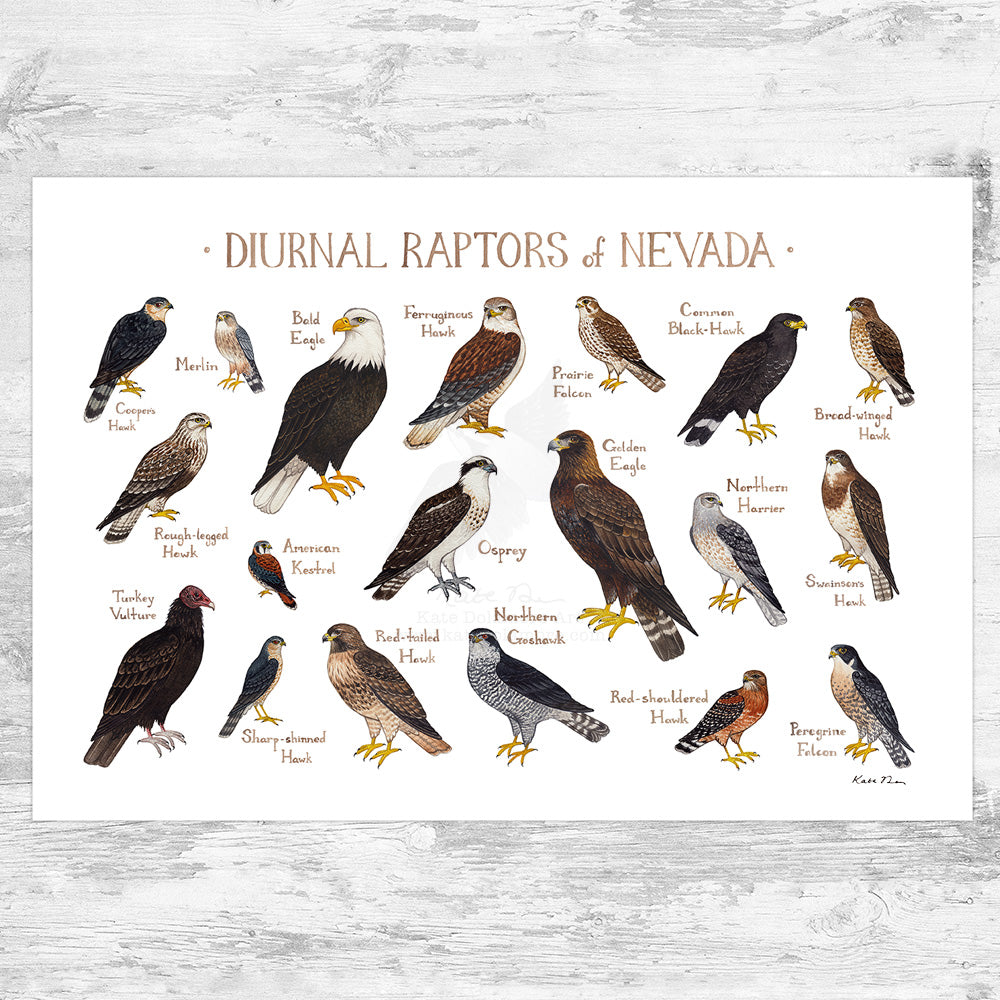 Nevada Diurnal Raptors Field Guide Art Print
