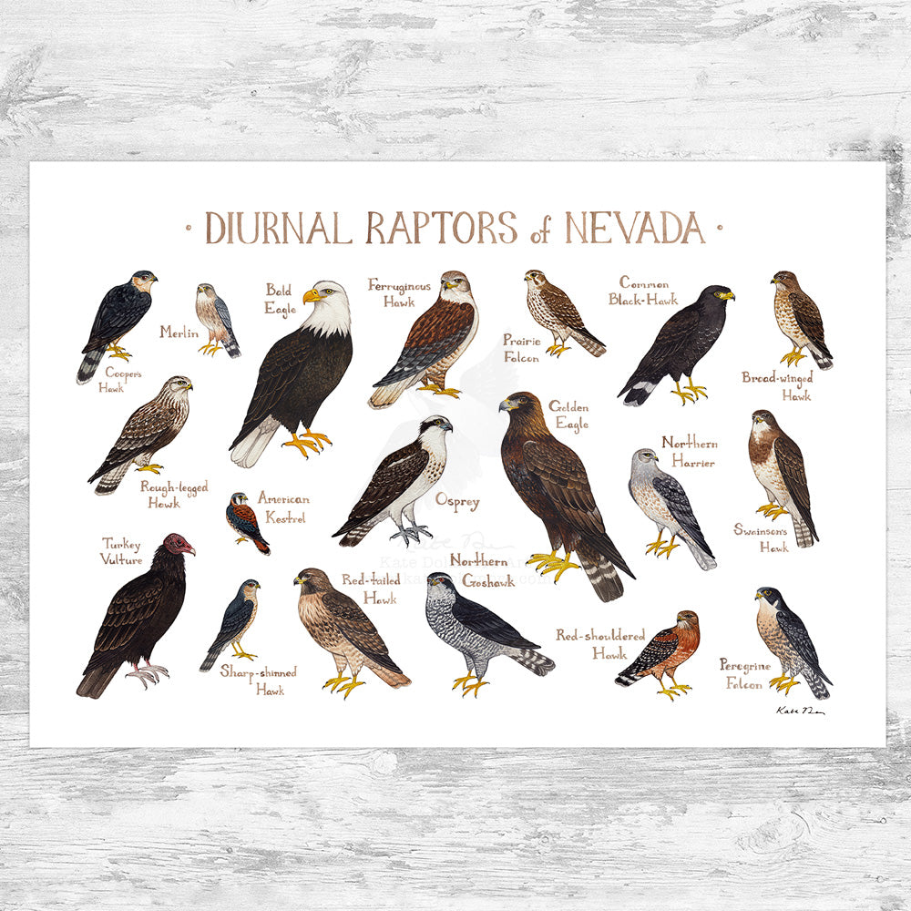 Nevada Raptors Nevada Diurnal Raptors Field Guide Art Print – Kate Dolamore Art