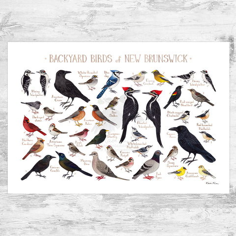 New Brunswick Backyard Birds Field Guide Art Print