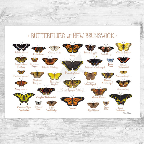 New Brunswick Butterflies Field Guide Art Print