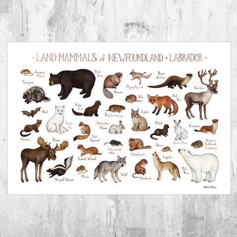 Newfoundland & Labrador Land Mammals Field Guide Art Print