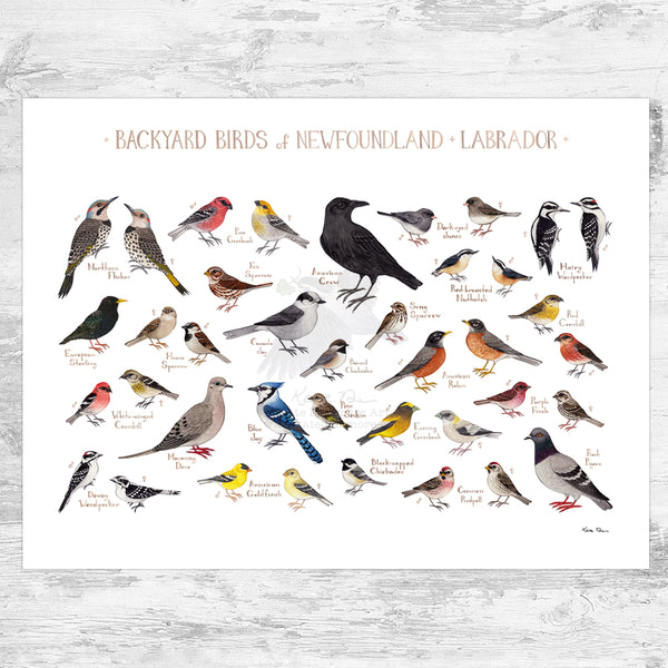 Newfoundland & Labrador Backyard Birds Field Guide Art Print