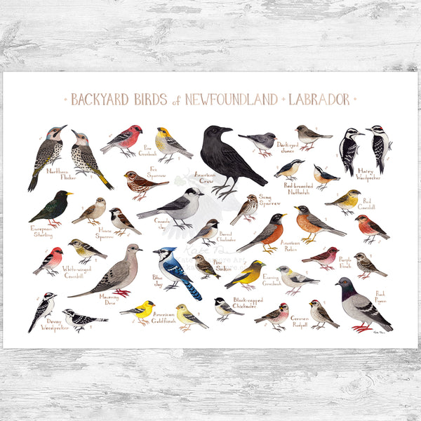 Newfoundland & Labrador Backyard Birds Field Guide Art Print