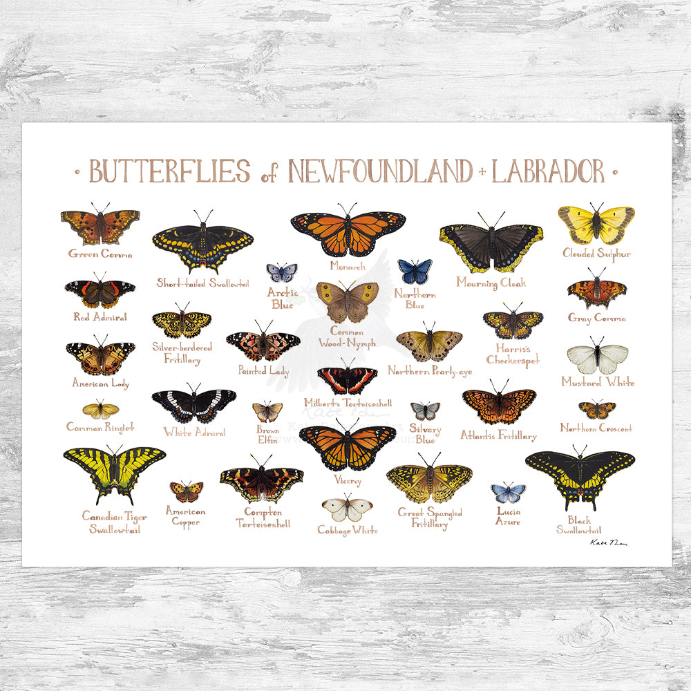 Newfoundland & Labrador Butterflies Field Guide Art Print