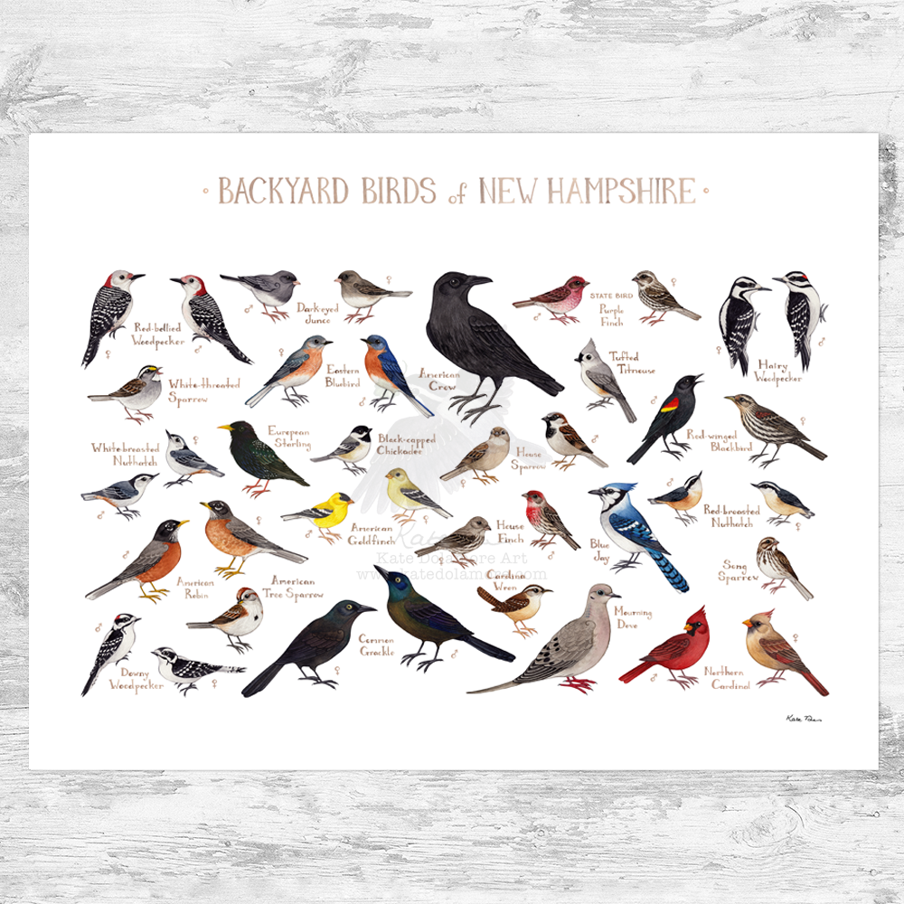 New Hampshire Backyard Birds Field Guide Art Print – Kate Dolamore Art